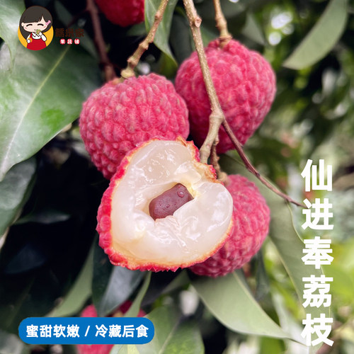 糯小丫仙进奉荔枝老树新鲜荔枝新鲜当季蜜甜软嫩顺丰空运冷藏后食