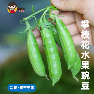 糯米家攀枝花水果豌豆可生吃可带壳吃新鲜现摘当季蔬菜