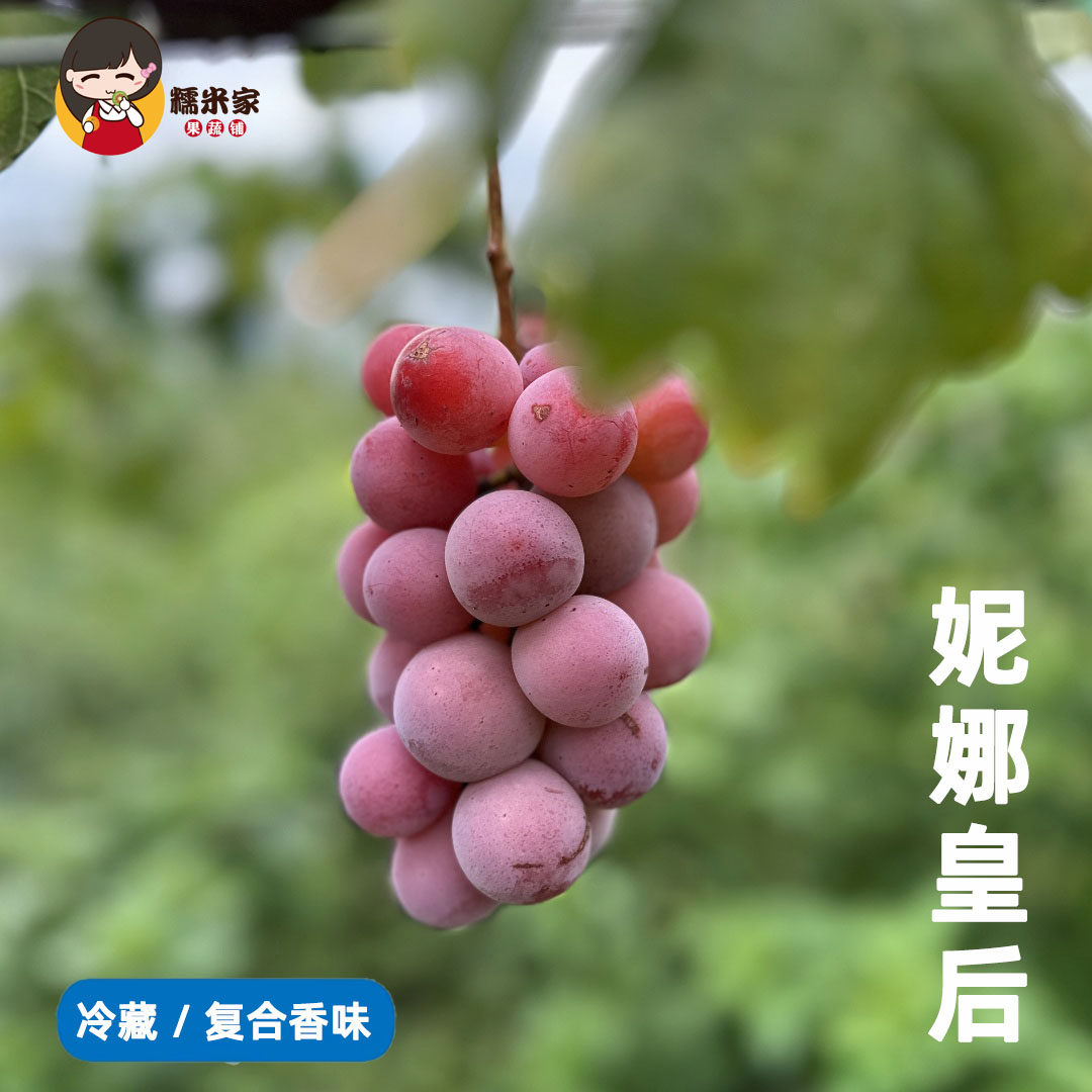 糯米家云南妮娜皇后提子葡萄颗粒装串装独特香味红酒味纯甜冷藏