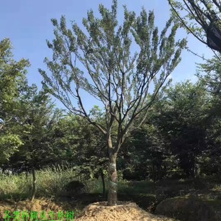 绿化工程苗木 朴树苗，丛生朴树 朴树小苗 朴榆 沙朴苗 朴树树苗