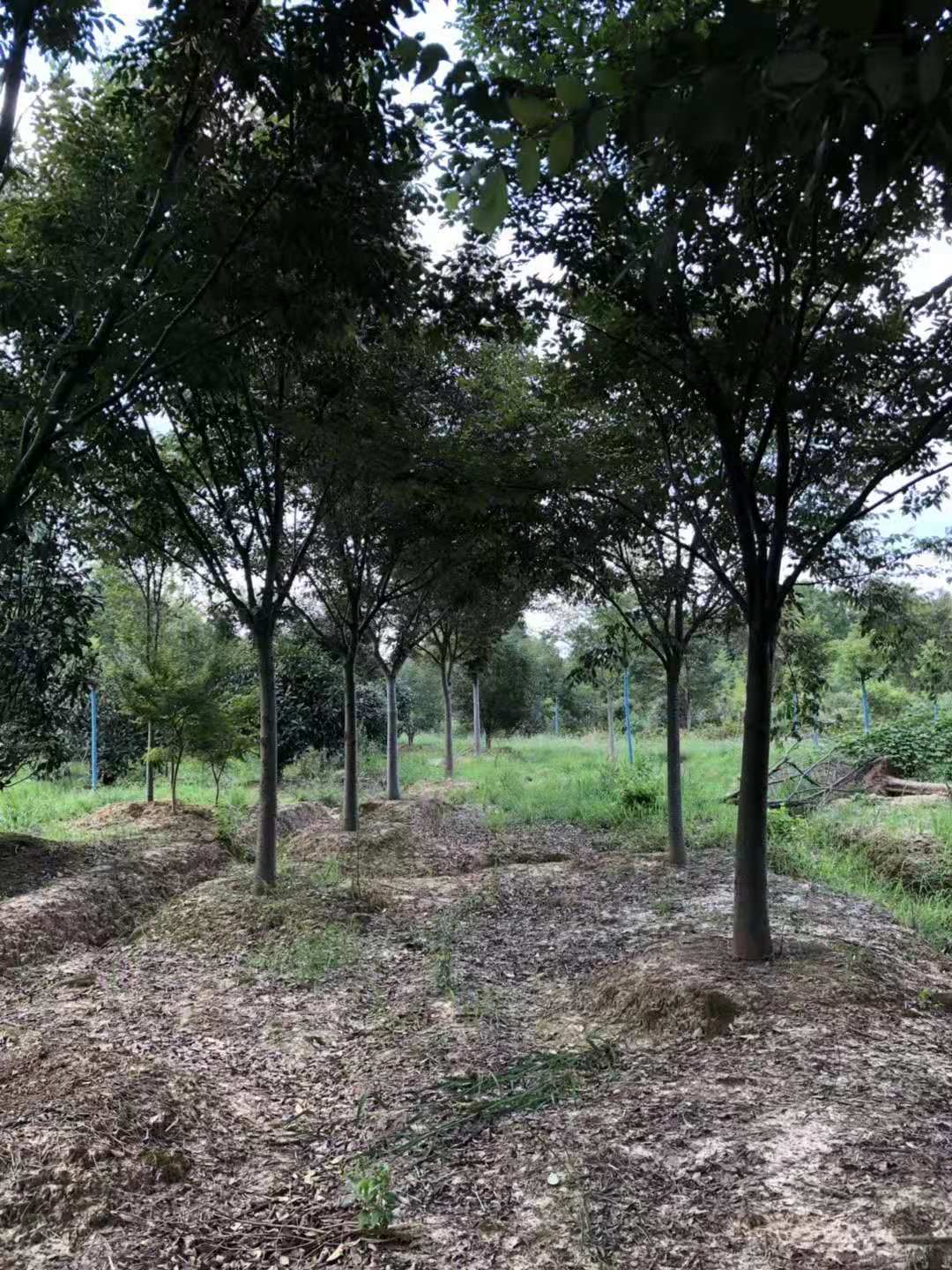 榉树树苗 红榉树 小叶朴树 小叶红榉 大叶青榉 大叶朴树绿化工程