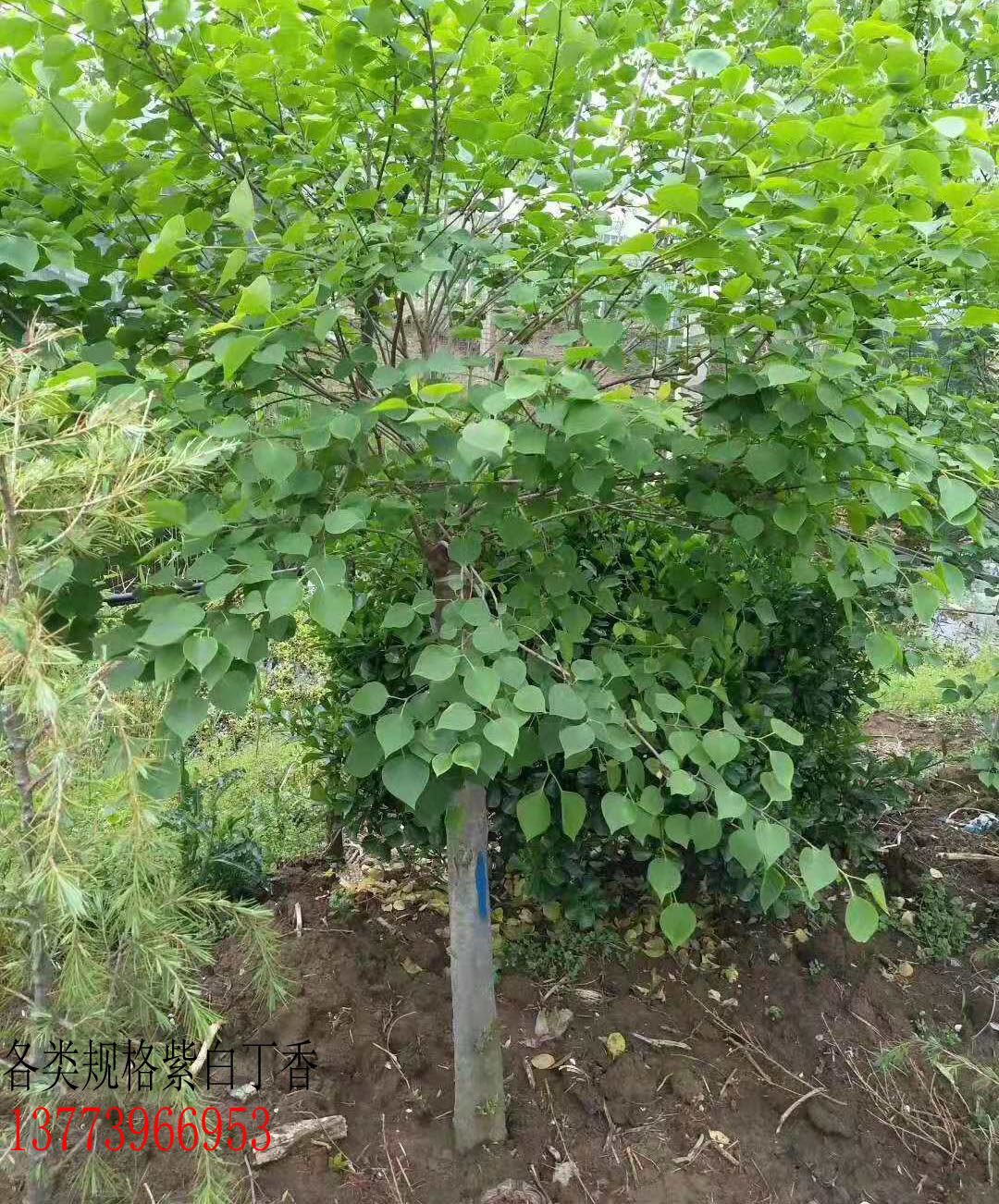 暴马丁香 紫丁香 白丁香花苗绿化工程行道数目