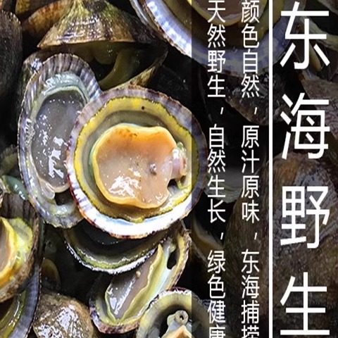 霞浦海鲜水产帽斗笠螺石崖小鲍鱼