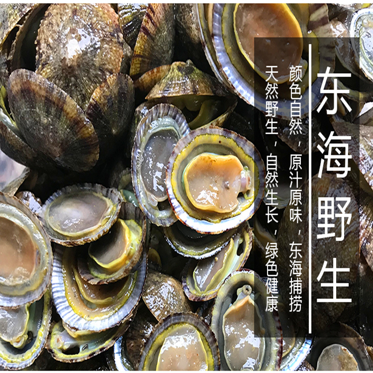 福建霞浦滩涂食用鲜活水产将军鲍海鲜帽斗笠螺石崖小鲍鱼网红厚盏