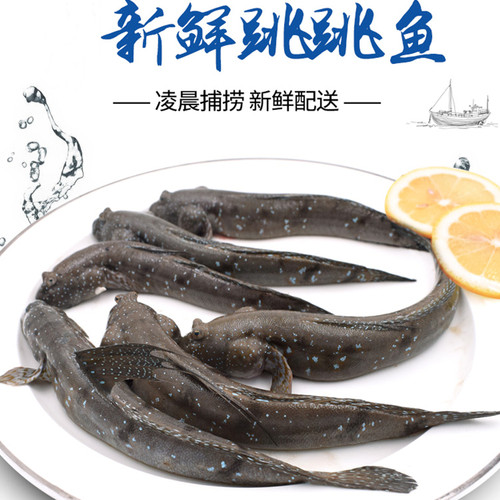 霞浦新鲜跳跳鱼弹涂鱼滩涂鱼