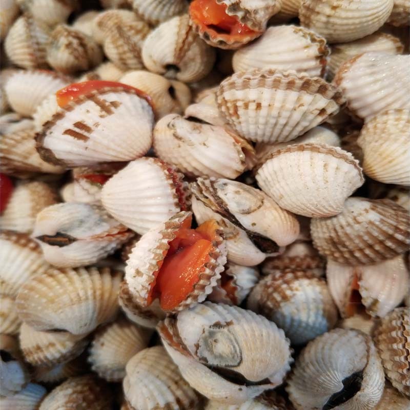 福建霞浦鲜活海鲜新鲜毛蛤蜊毛蜊毛哈血蛤毛蚬鲜活贝类3斤包邮
