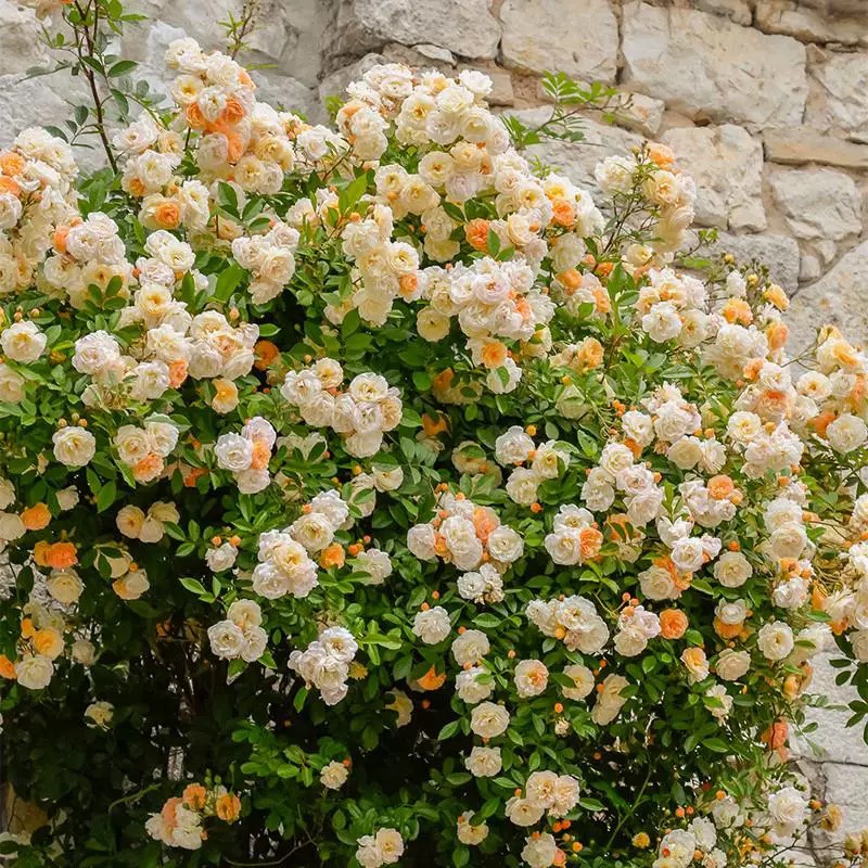 阿兹玛赫德强香勤花庭月季花量大