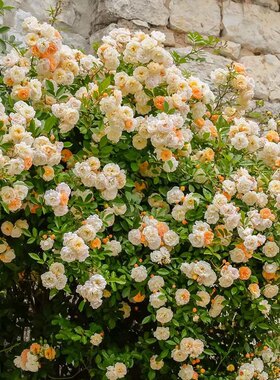 阿兹玛赫德强香勤花庭月季花量大