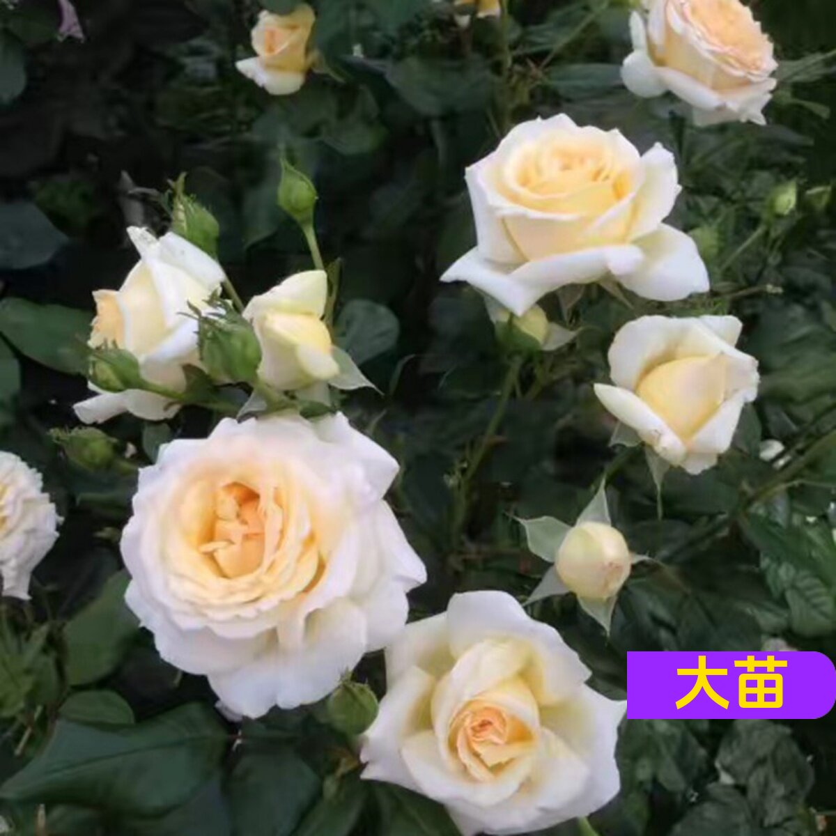 维特园艺多季开花多年生好养月季