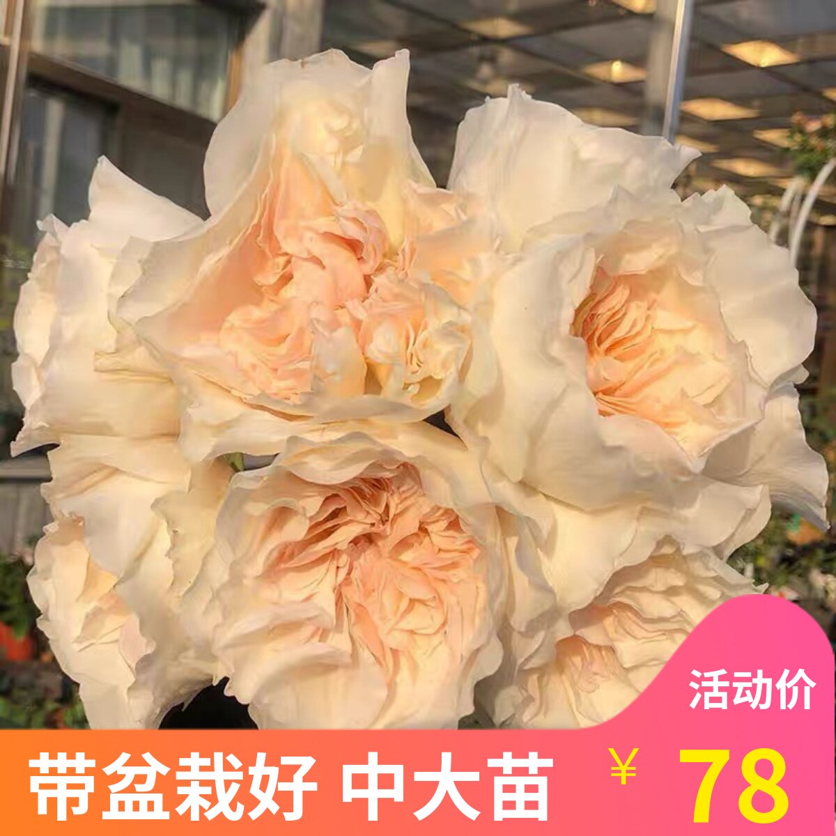 多季多年生好种植月季盆栽