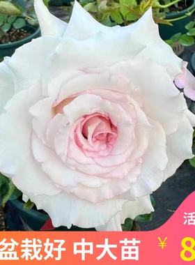 台湾新品月季 黛玉 紫玉灌木切花强香紫灰色波浪卷边阳台盆栽庭院