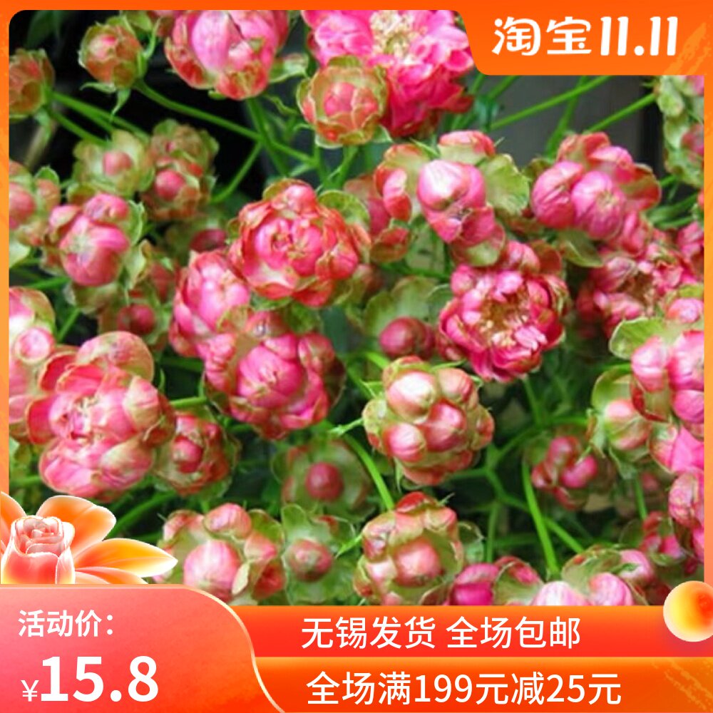 小萝卜月季花苗红闪电多花月季多头微型玫瑰四季开花阳台盆栽微月