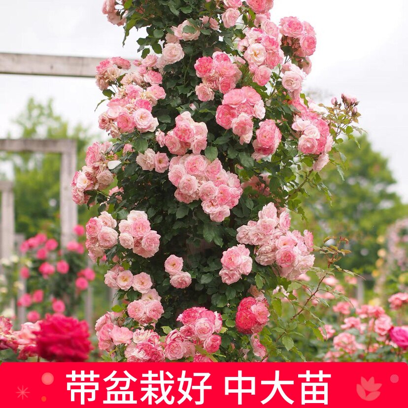 维特园艺多季开花多年生好养月季