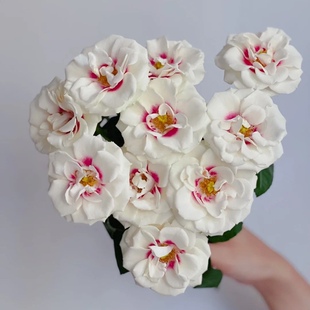 新品桥边之约灌木月季花苗切花勤花多季开花阳台庭院花卉盆栽