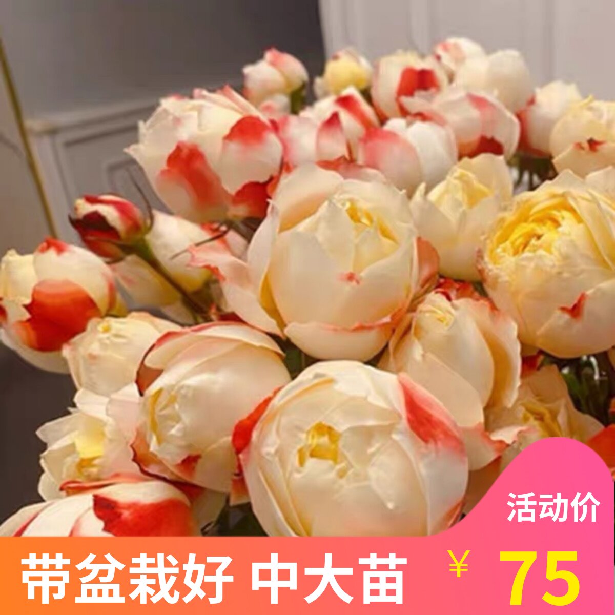 多季多年生好种植月季盆栽