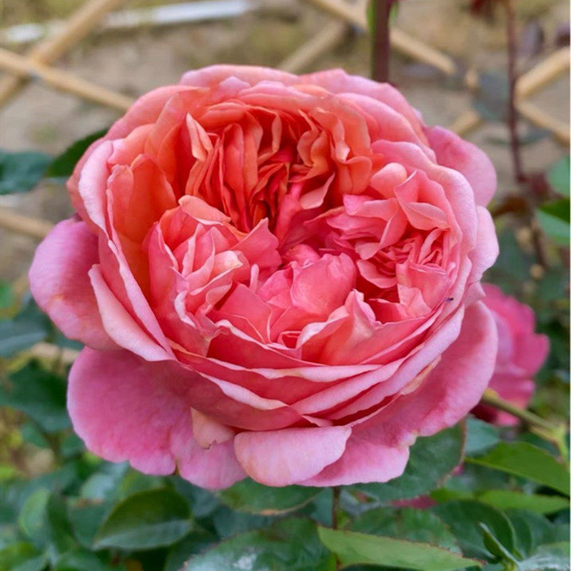 保罗克利 大花浓香月季花苗绿植花卉玫瑰阳台庭院盆栽地栽