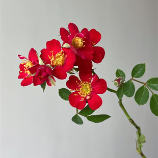 日本新品月季红一重微型理想的金月季藤本绿植花卉盆栽月季花