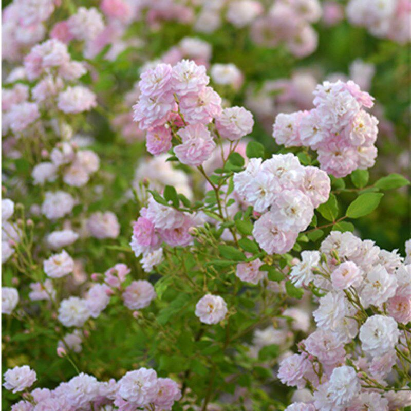 新品藤本月季 呼吸香水 浓香开花机器夏天表现也出色