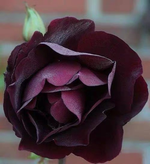 欧月新品路易十四月季花苗盆栽四季玫瑰花园庭院