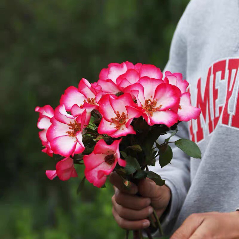 漂亮的吻法国单瓣月季多季开花勤花长势易养快阳台庭院花卉盆栽