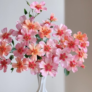 花苗单瓣多季 阳台月季 开花低维护阳台庭院花卉盆栽 眼睛 喜欢你