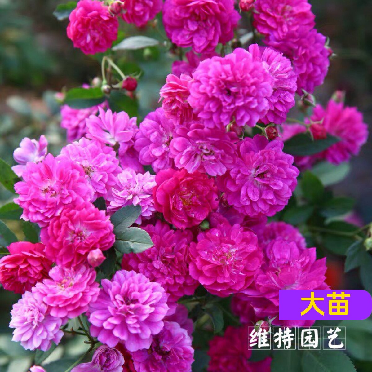 维特园艺多季开花多年生好养月季