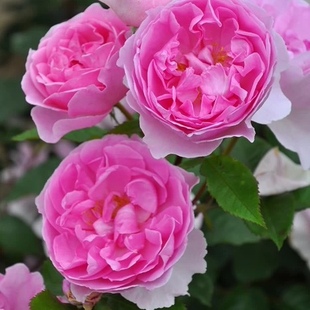 小精灵/皮克茜/小妖精 月季 勤花 灌木 强香 耐热 玫瑰日月