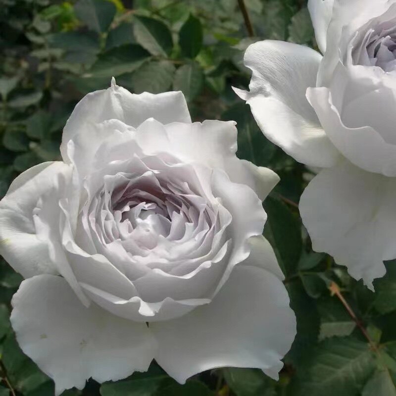 河本纯子加百列大天使月季 四季开花浓香抗病勤花 阳台庭院花卉