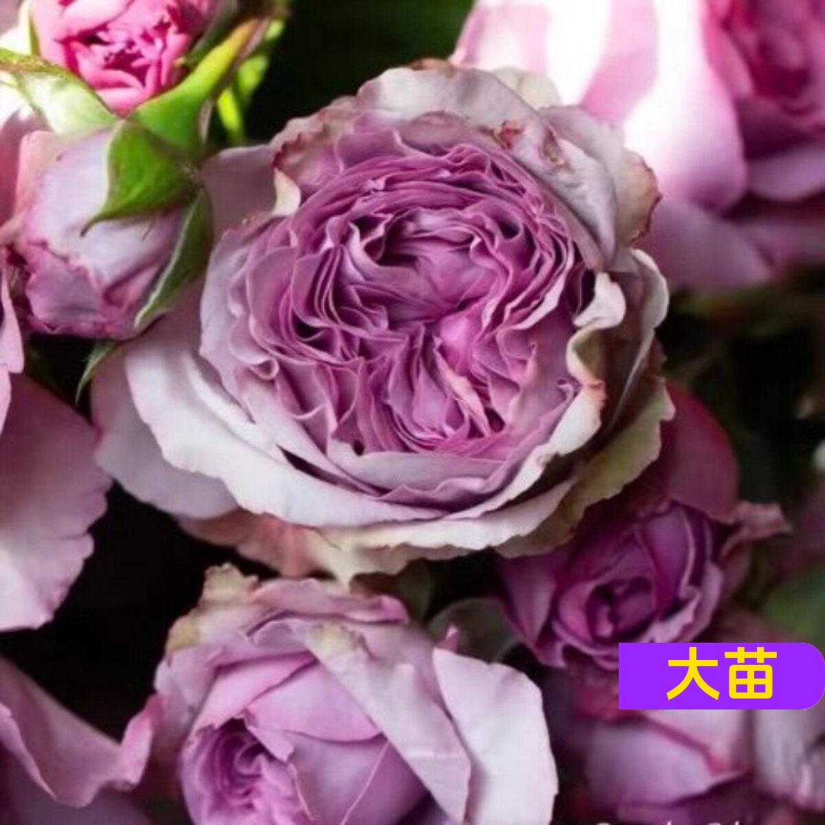 新品 快银 月季花苗藤本大花灌木多头直立庭院阳台盆栽勤花