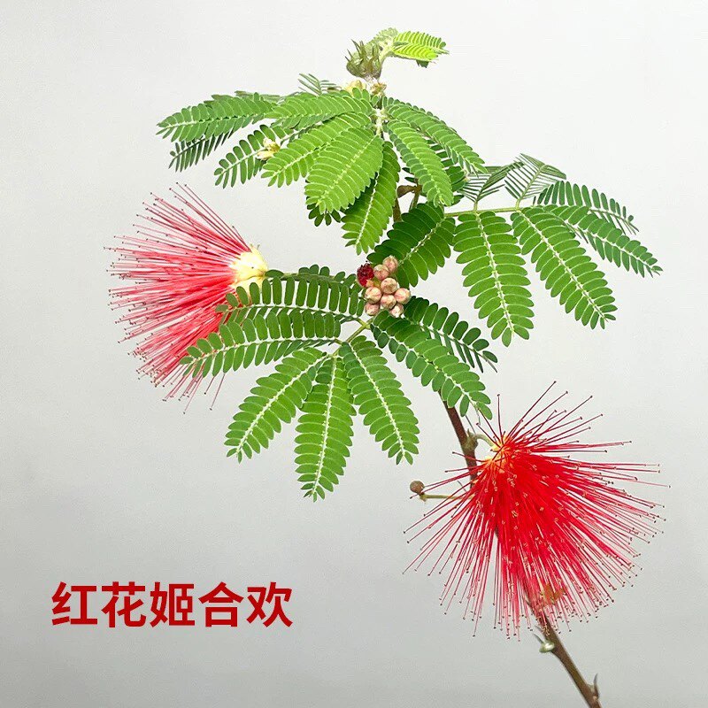 日本红花姬合欢 緋ネム 姬合欢花 红色花 四季开花 阳台 庭院绿植