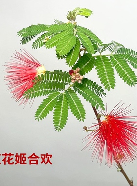 日本红花姬合欢 緋ネム 姬合欢花 红色花 四季开花 阳台 庭院绿植