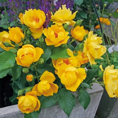 新品ADR柠檬汽水月季花长势快