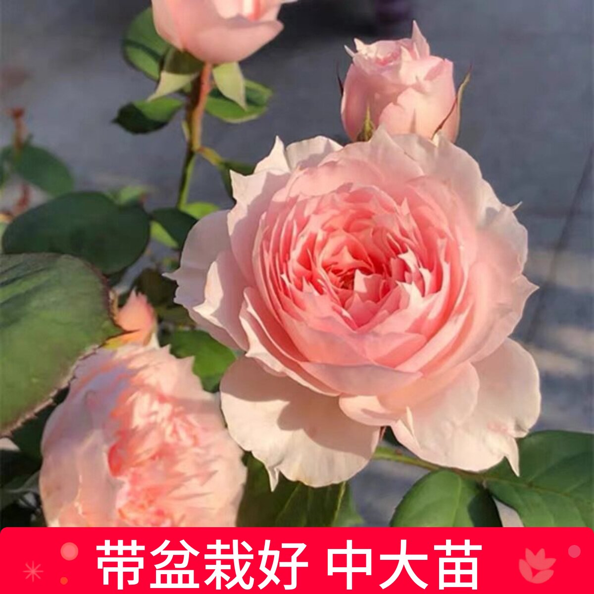 莫妮卡戴维法国包子丰花月季