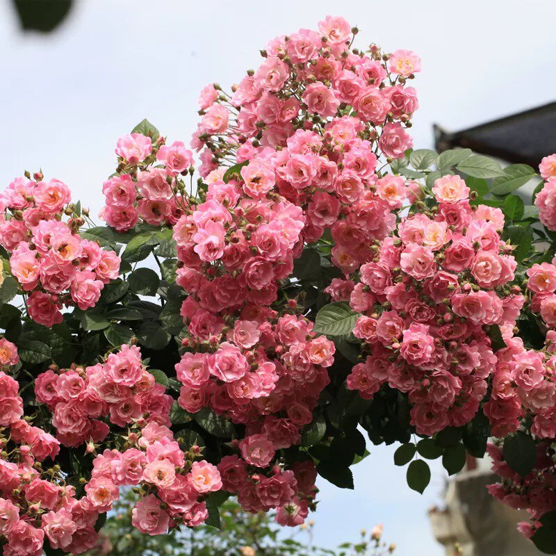 苹果花爬藤月季四季爆花藤本春季花量大庭院露台花卉盆栽花苗易活