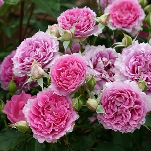 天方夜谭紫色系月季花苗大花浓香多季开花无刺阳台庭院花卉盆栽