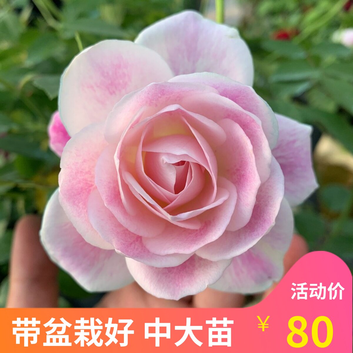 好种植月季维特园艺好看