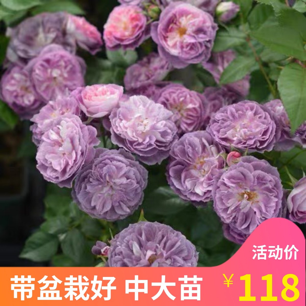 2021新品 圣十字军 2021月季花 玫瑰 河本玫瑰园作出 根接壮苗