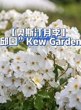 邱园Kew清新白色单瓣丰花多季开花直立少刺耐热勤花好养月季玫瑰