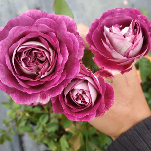 哈德斯菲尔德合唱团丰花月季大花浓香四季开花灌木盆栽苗