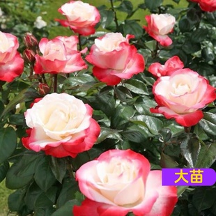 欧月德国丹陶乡愁/思乡月季渐变色大花浓香四季开花庭院阳台种植