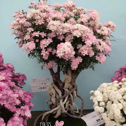 樱贝超级微型庭院阳台花园月季