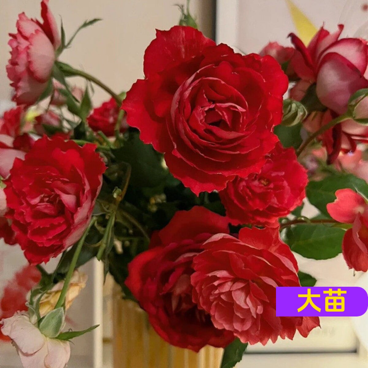 维特园艺多季开花多年生好养月季