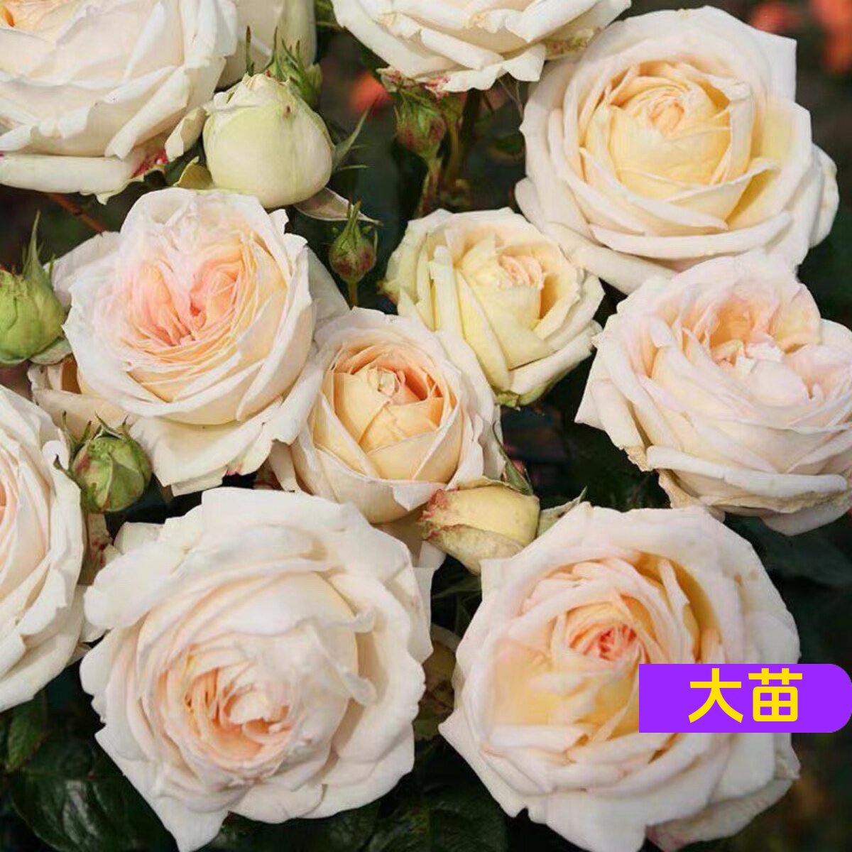 维特园艺多季开花多年生好养月季