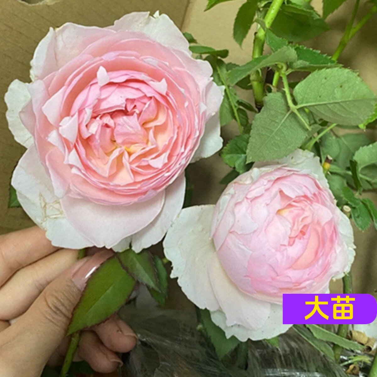 多季多年生好种植月季【盆栽