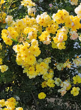 黄金时代月季 法国月季 藤本多花 开花量大 黄色 丰花 庭院 抗病