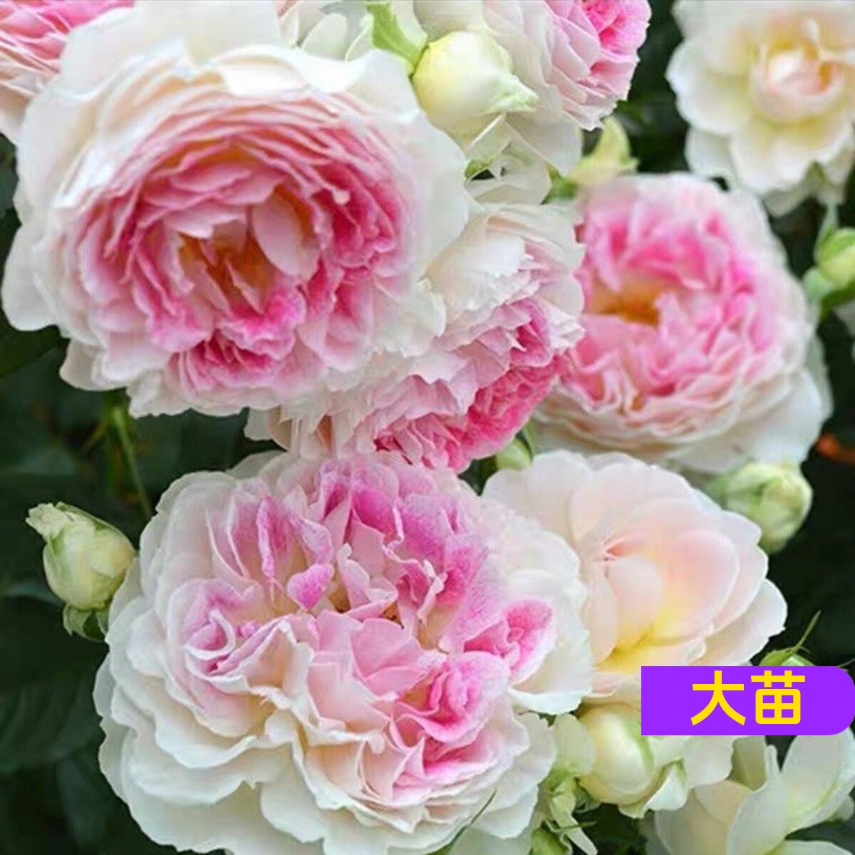 维特园艺多季开花多年生好养月季