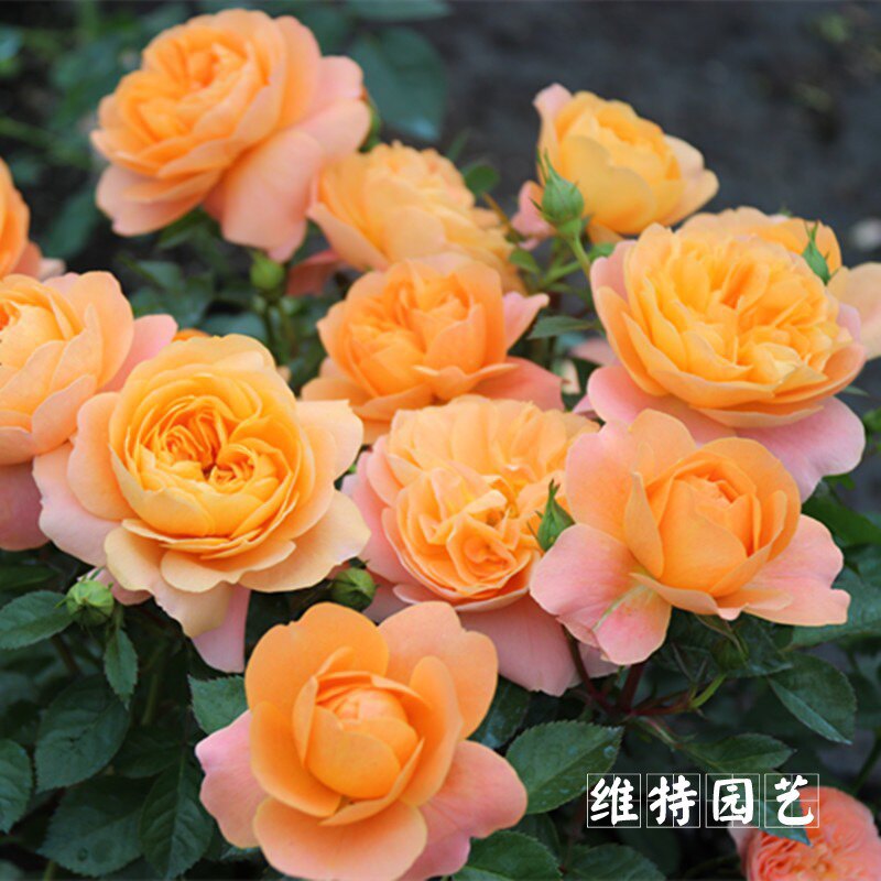 维特园艺多季开花多年生好养月季