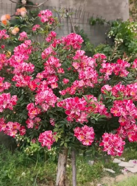 风花火 条纹微型月季 单瓣耐热 花量大分枝性好适合盆栽 抗病好