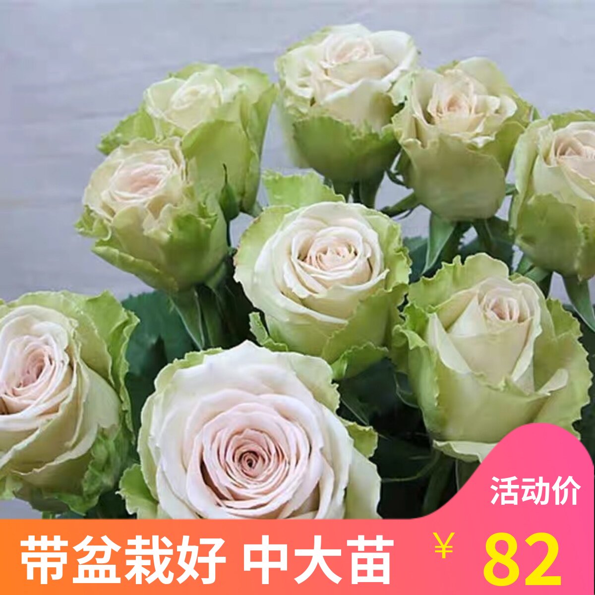 多季多年生好种植月季盆栽