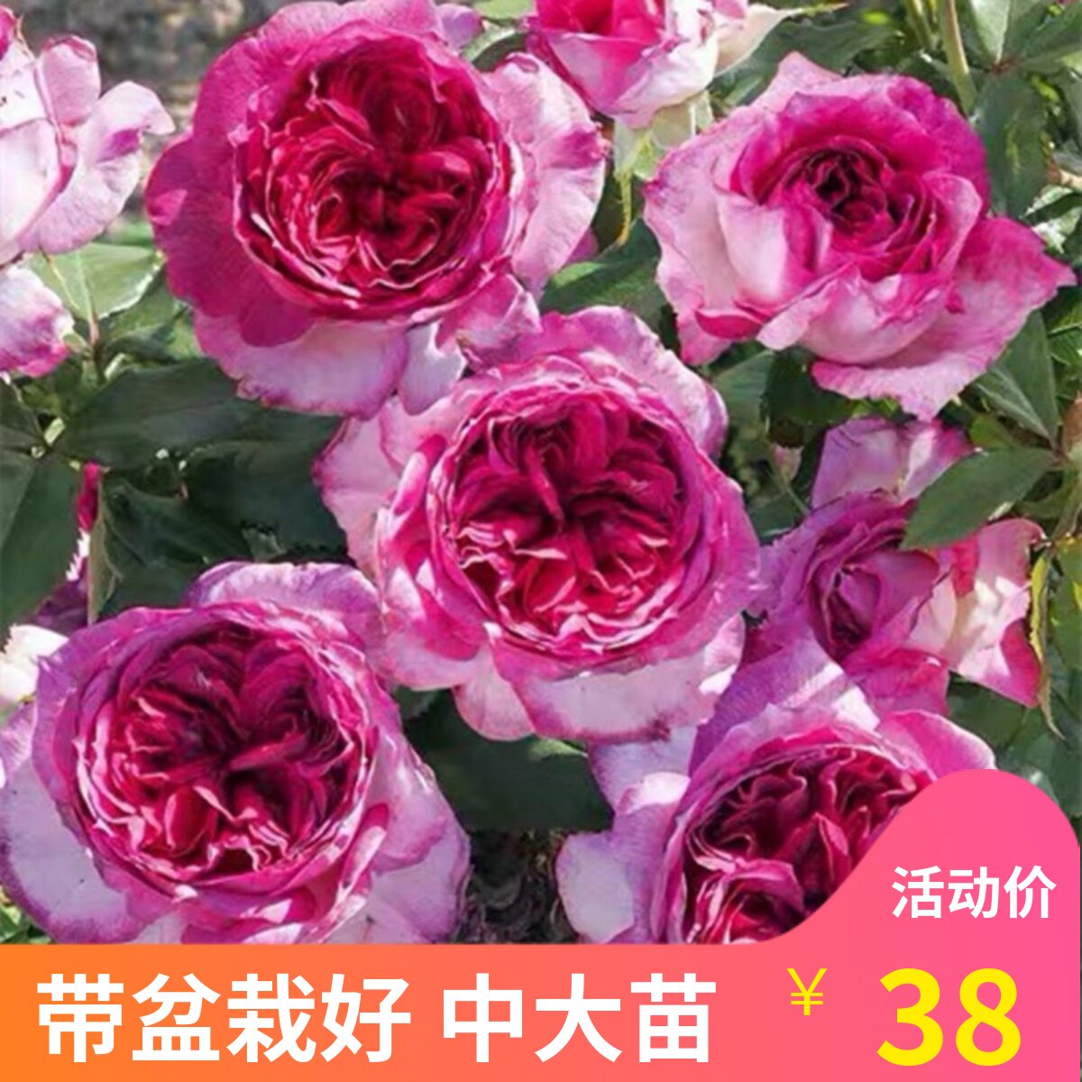 蓝莓蛋糕月季花戴尔巴德特大花水果香多季开花阳台庭院花卉植物